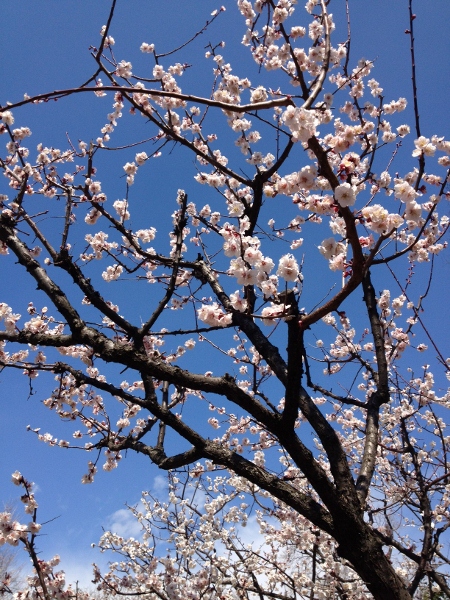 ume_2%20%28450x600%29.jpg